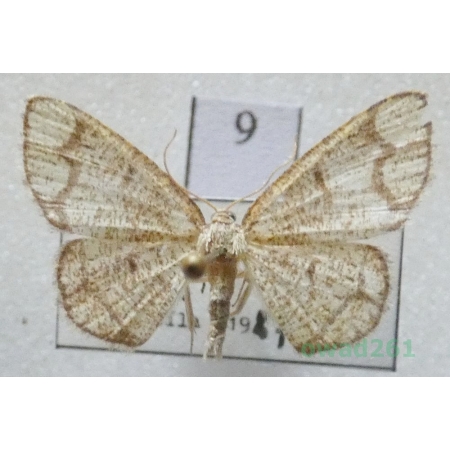 Stegania cararia (Hübner, 1790) Slovakia9